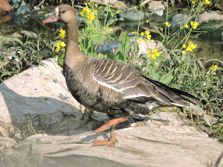 Greater White Fronted Goose (6).JPG